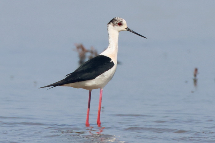 Black-winged Stilt