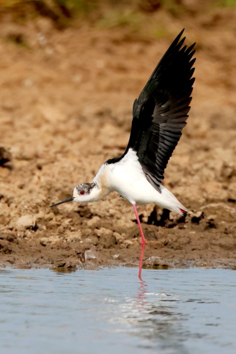 Black-winged Stilt