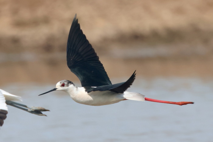 Black-winged Stilt