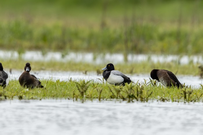 Lesser Scaup