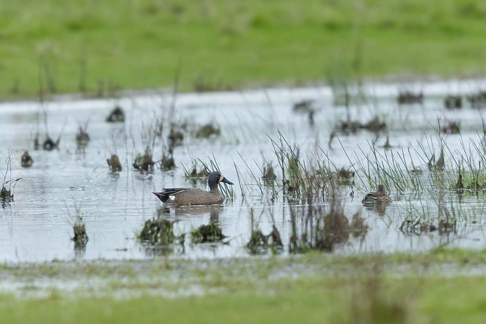 Blue-winged Teal