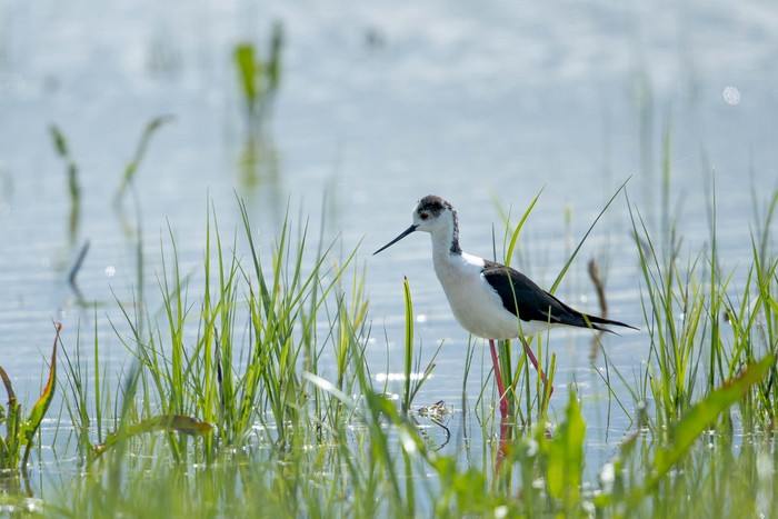 Black-winged Stilt