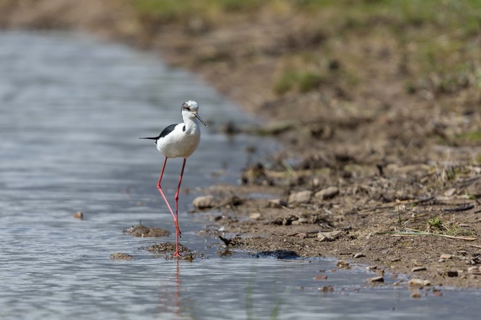 Black-winged Stilt