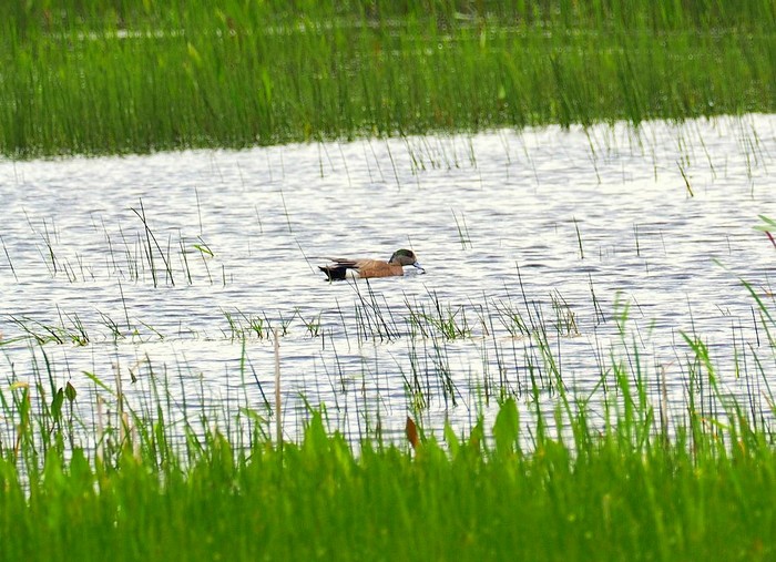American Wigeon