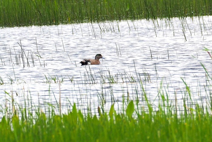 American Wigeon