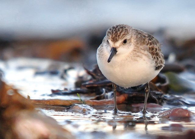 Semipalmated Sandpiper