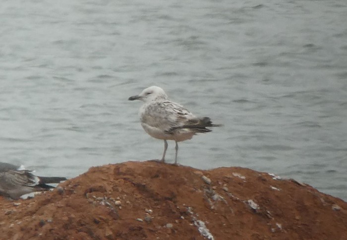 Caspian Gull