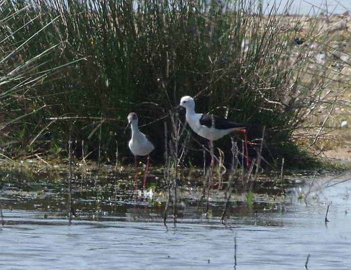 Black-winged Stilt