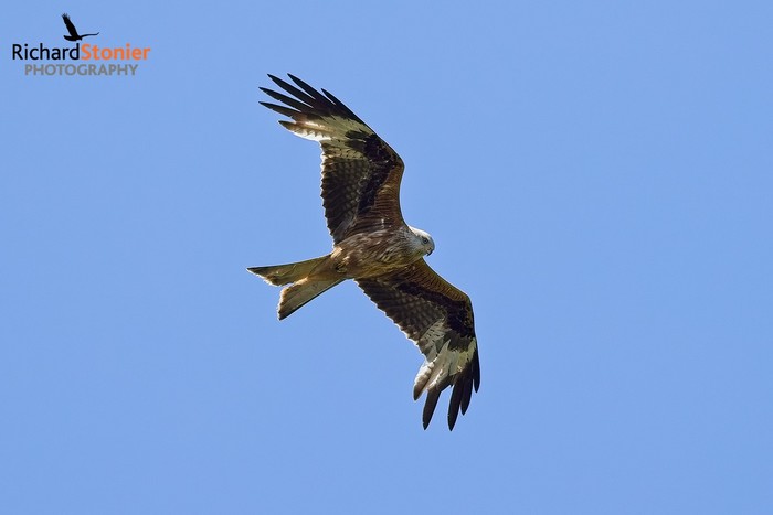 Red Kite