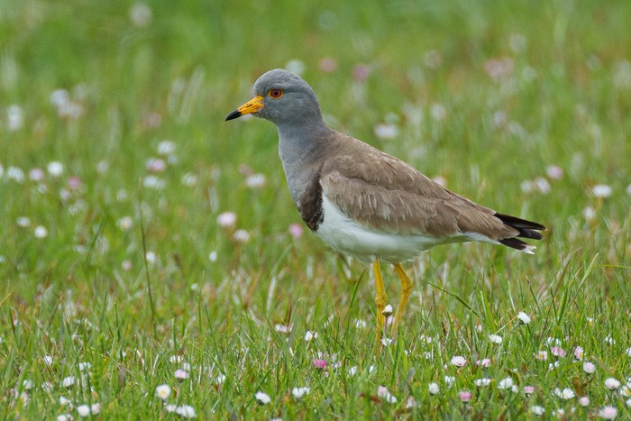 Grey-headed Lapwing