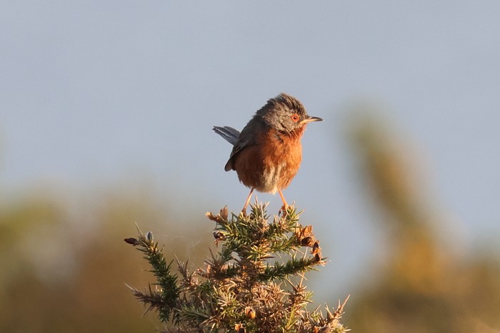 Dartford Warbler