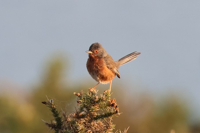Dartford Warbler