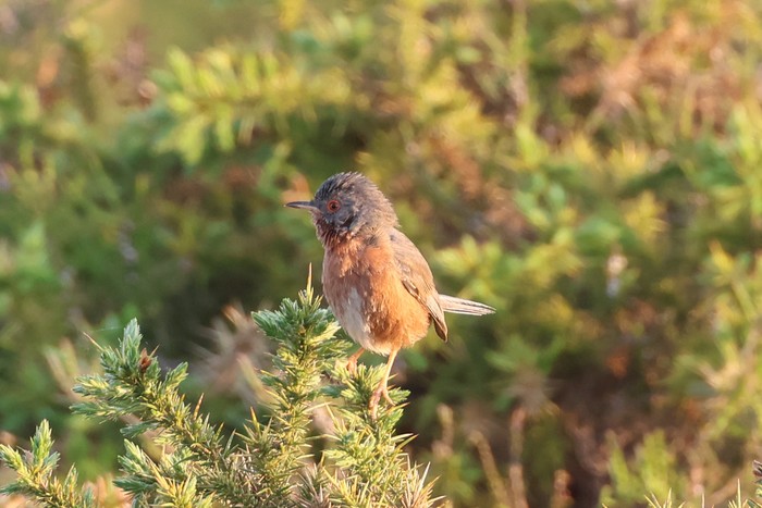 Dartford Warbler