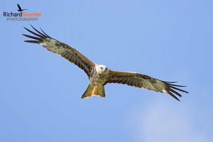 Red Kite