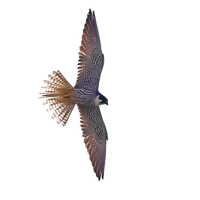 Hobby