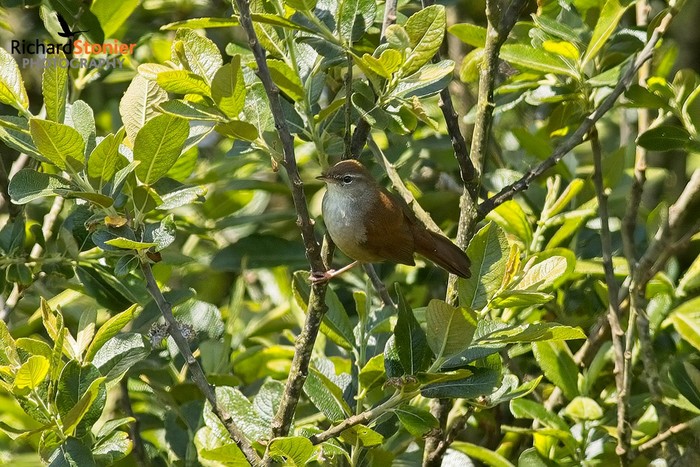 Cetti's Warbler