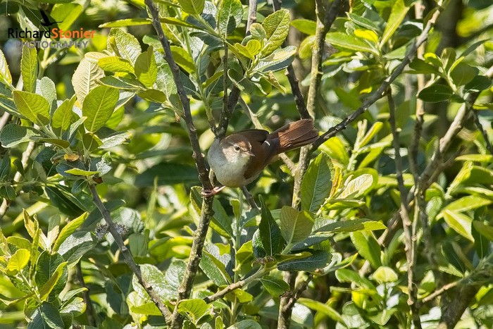 Cetti's Warbler