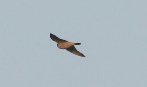 Lesser Kestrel
