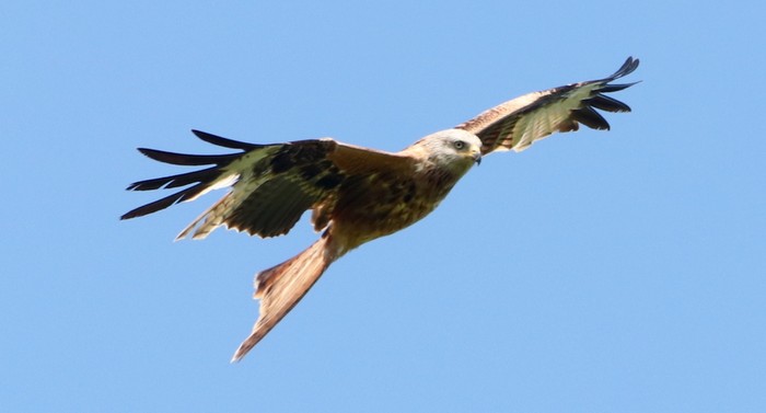 Red Kite