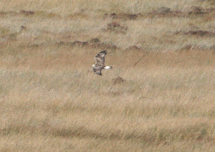 Rough-legged Buzzard