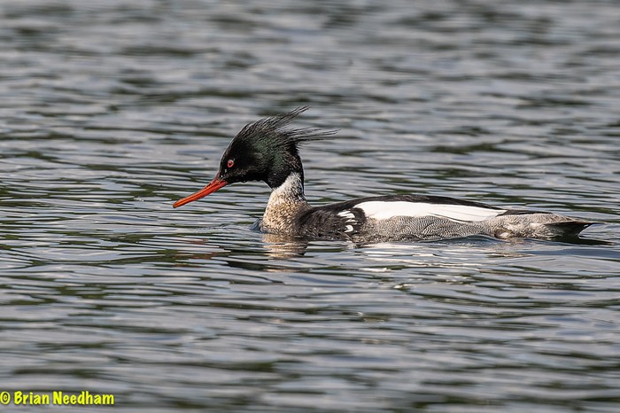 Red-breasted Merganser