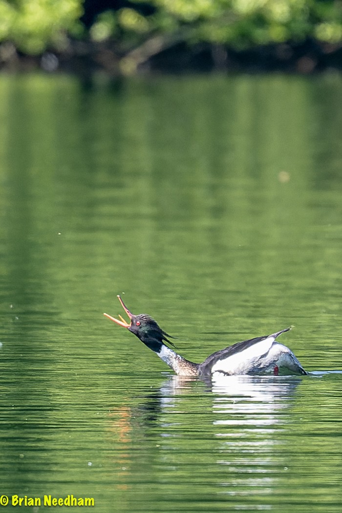 Red-breasted Merganser