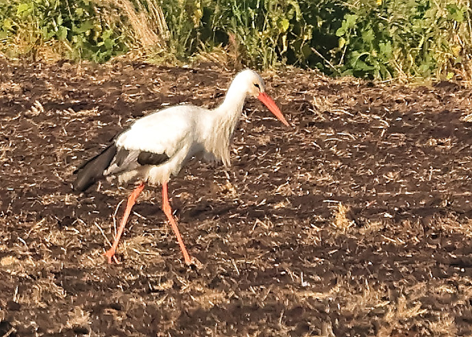 White Stork