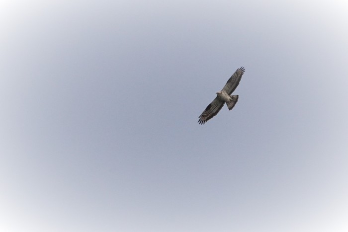 Honey Buzzard