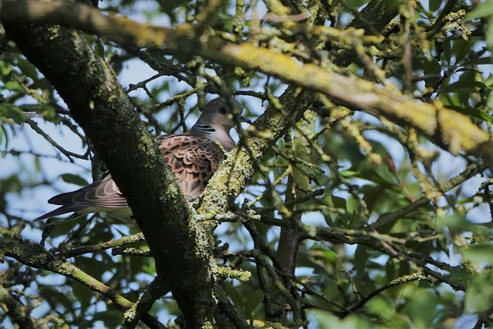 Turtle Dove