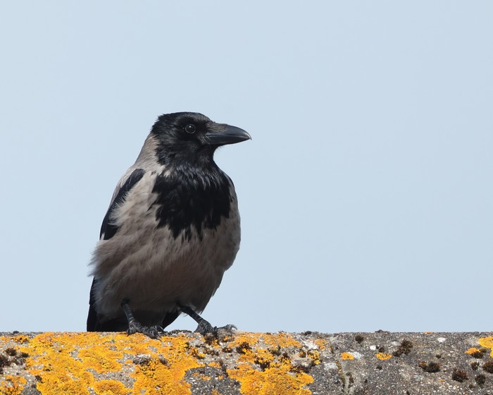 Hooded Crow