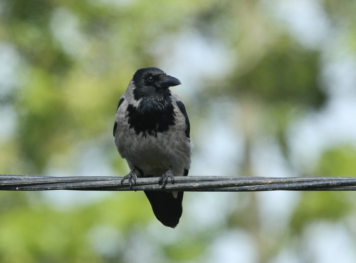Hooded Crow