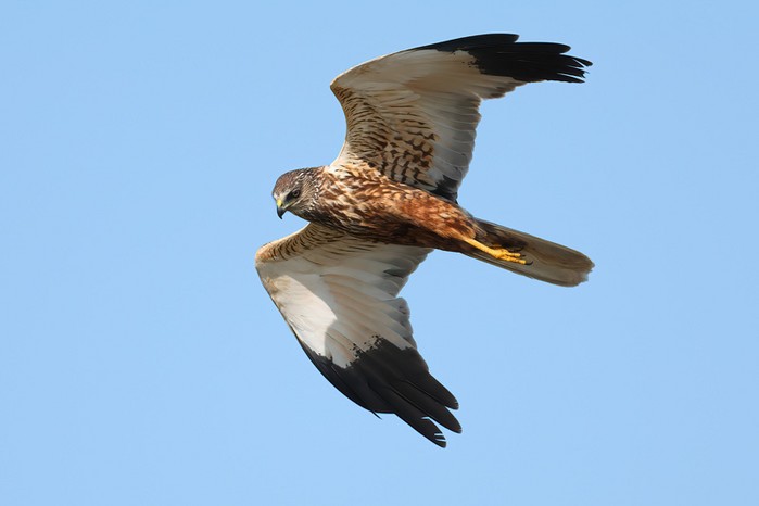 Marsh Harrier