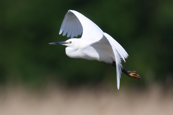 Little Egret