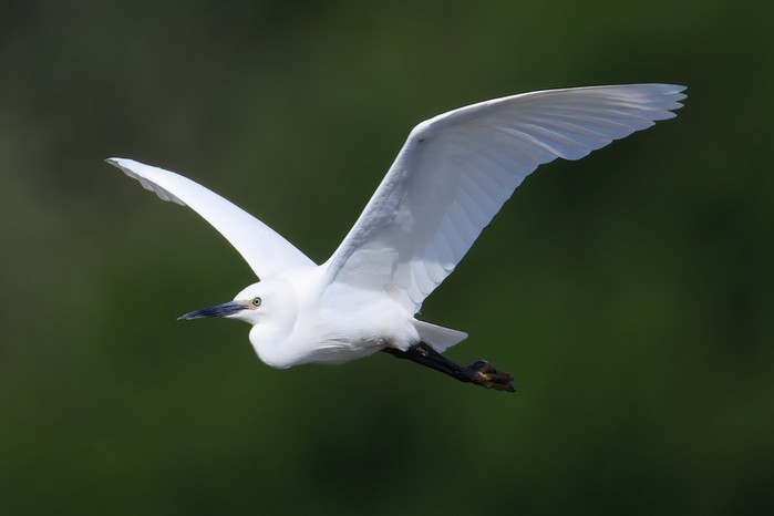 Little Egret