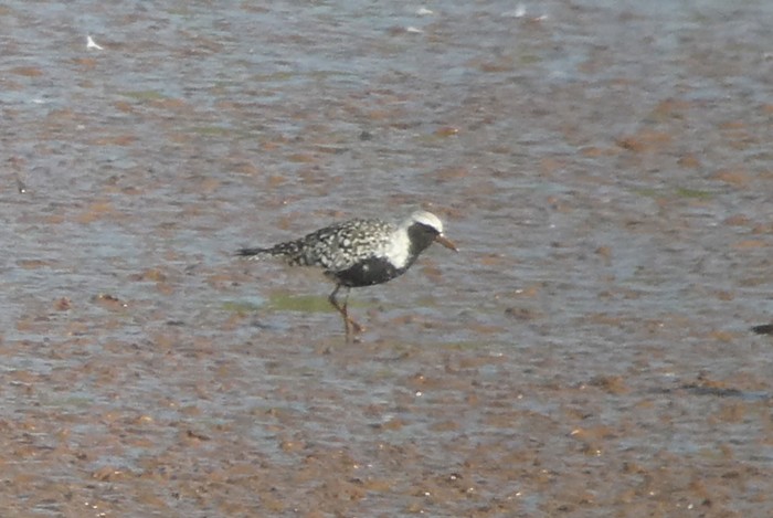 Grey Plover