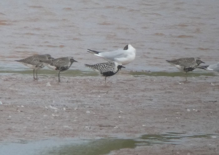 Grey Plover