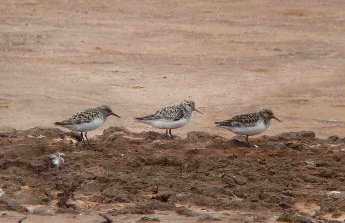 Sanderling