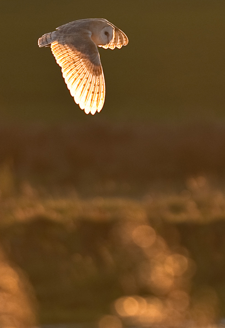 Barn Owl