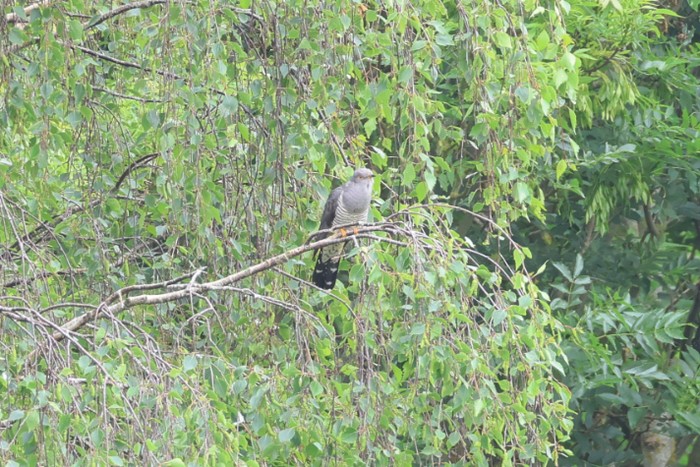 Cuckoo