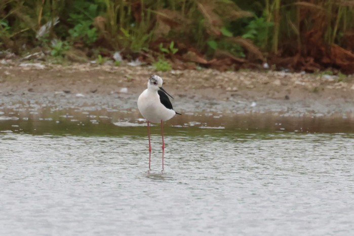 Black-winged Stilt
