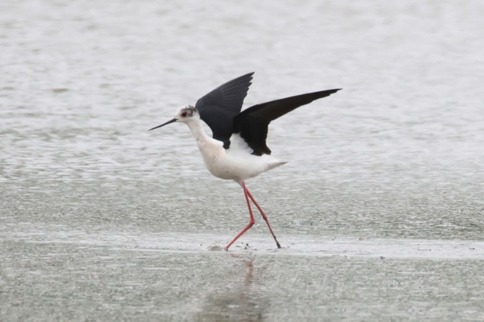 Black-winged Stilt