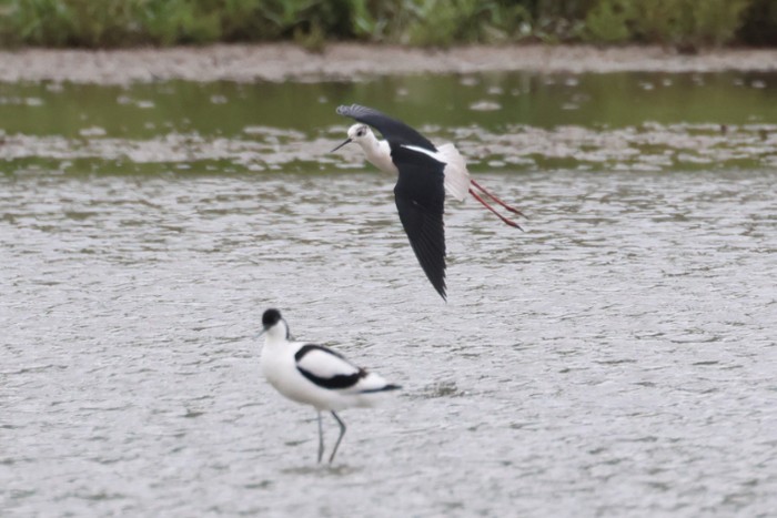 Black-winged Stilt