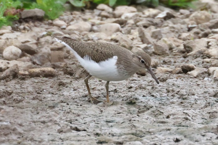 Common Sandpiper