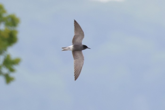 Black Tern