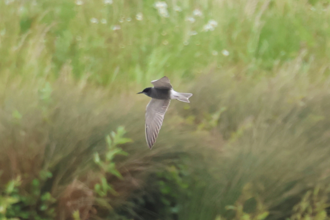 Black Tern
