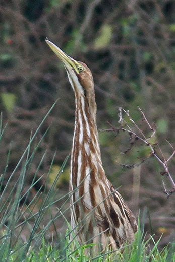American Bittern