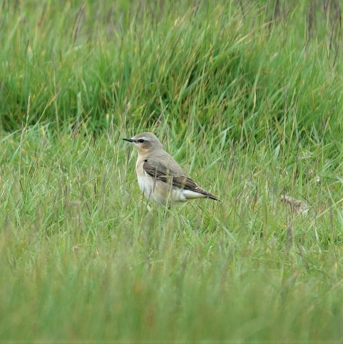 Wheatear