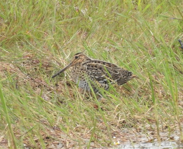 Great Snipe