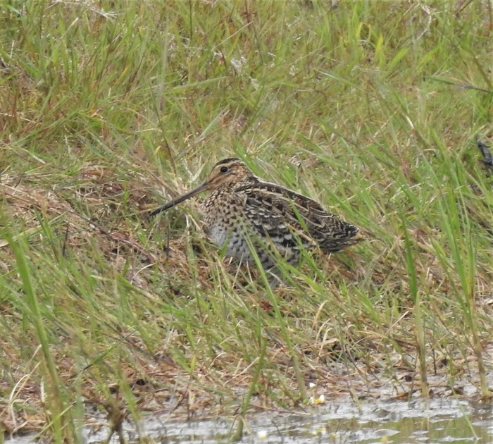 Great Snipe 