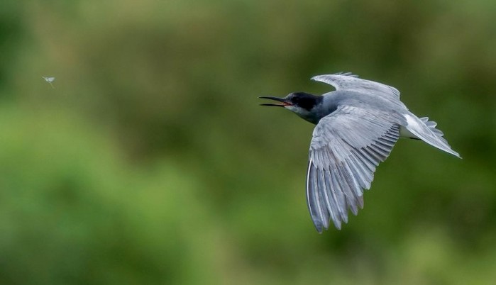 Black Tern
